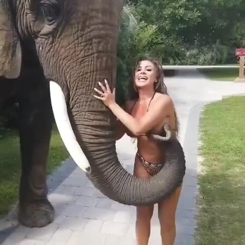 الفيل يريد فتاة الحليب الساخنة